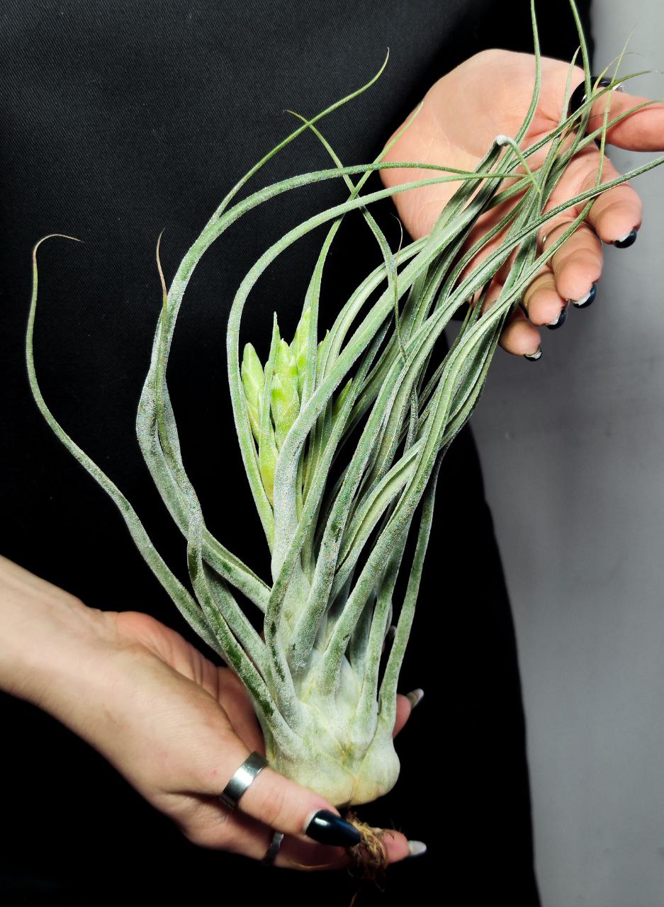 Тилландсия Элерсиана (Tillandsia Ehlersiana) XXXL