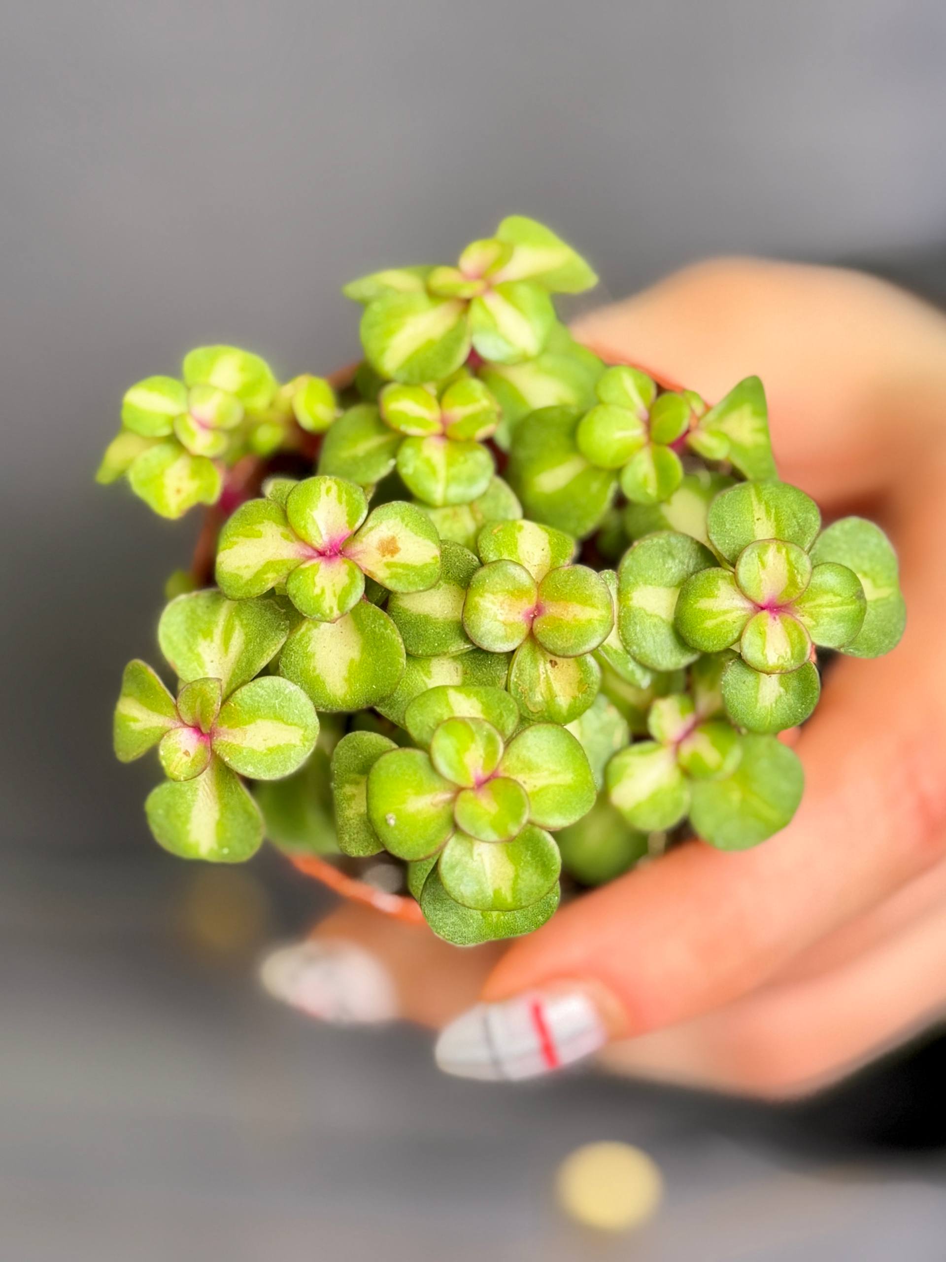 Портулакария Афра Медиопикта (Portulacaria Afra Mediopicta) D5см
