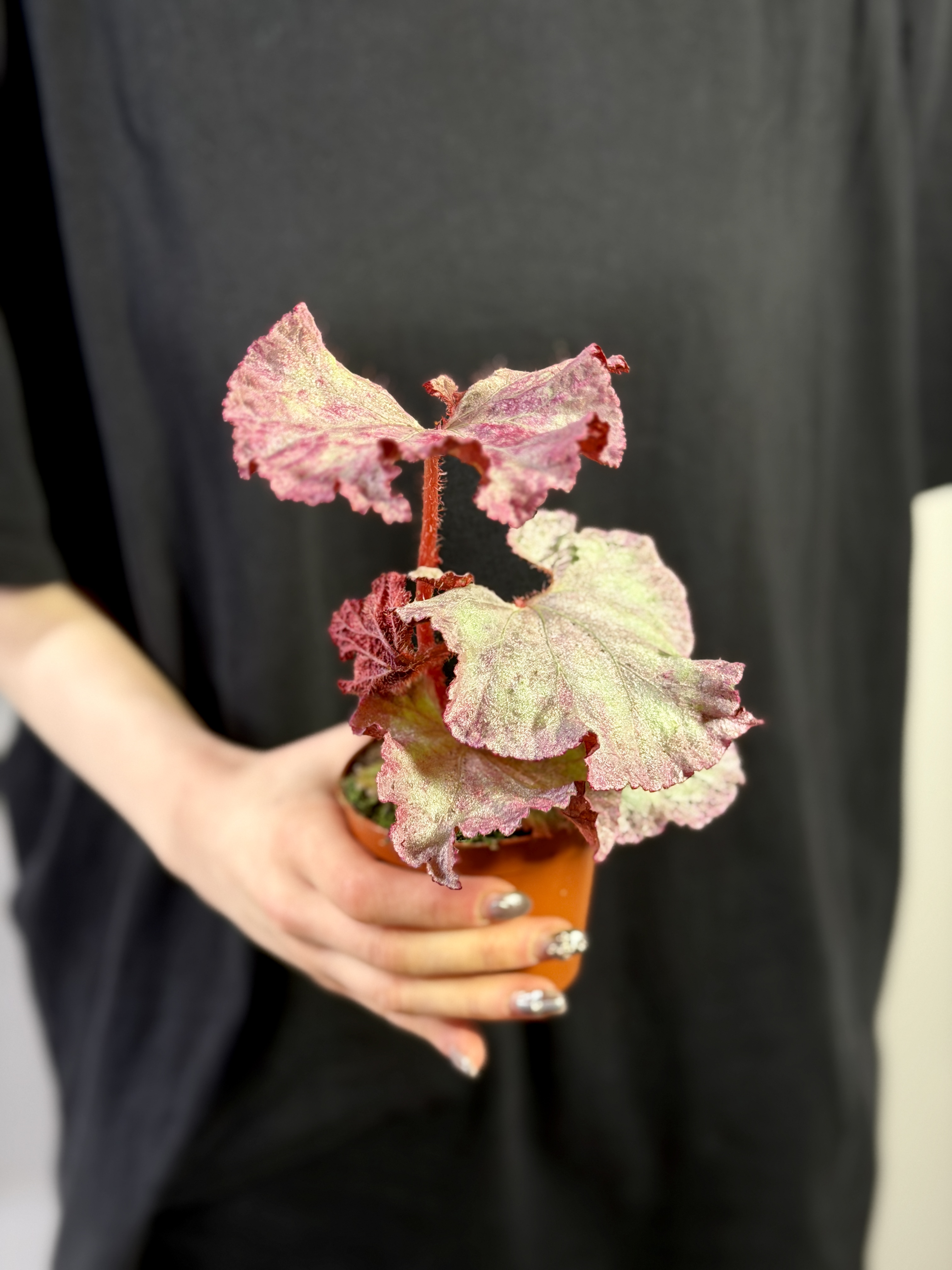 Бегония Розовая Пантера (Begonia Pink Panther) D8см