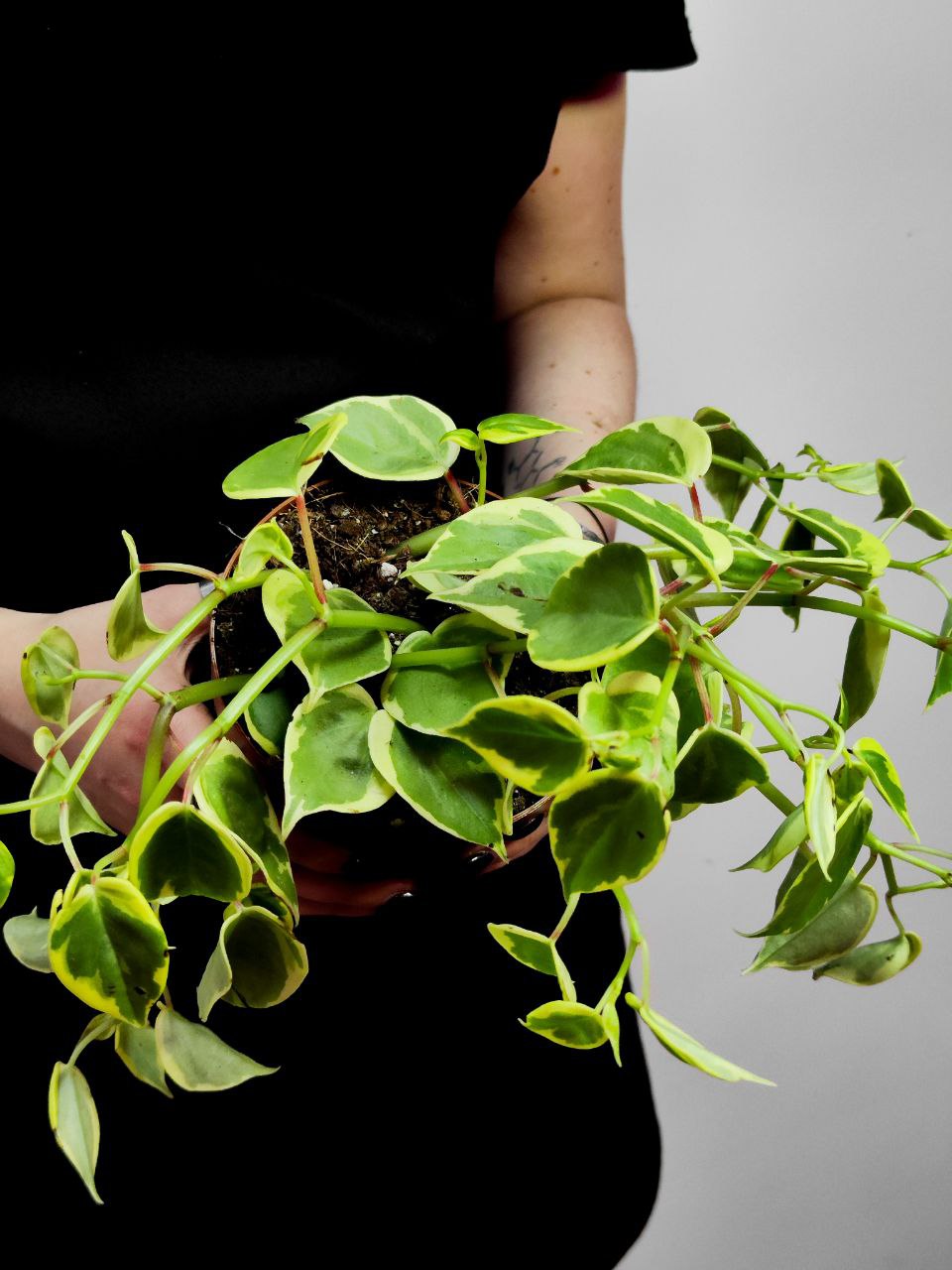 Пеперомия Сканденс Вариегата (Peperomia Scandens Variegata) D12см