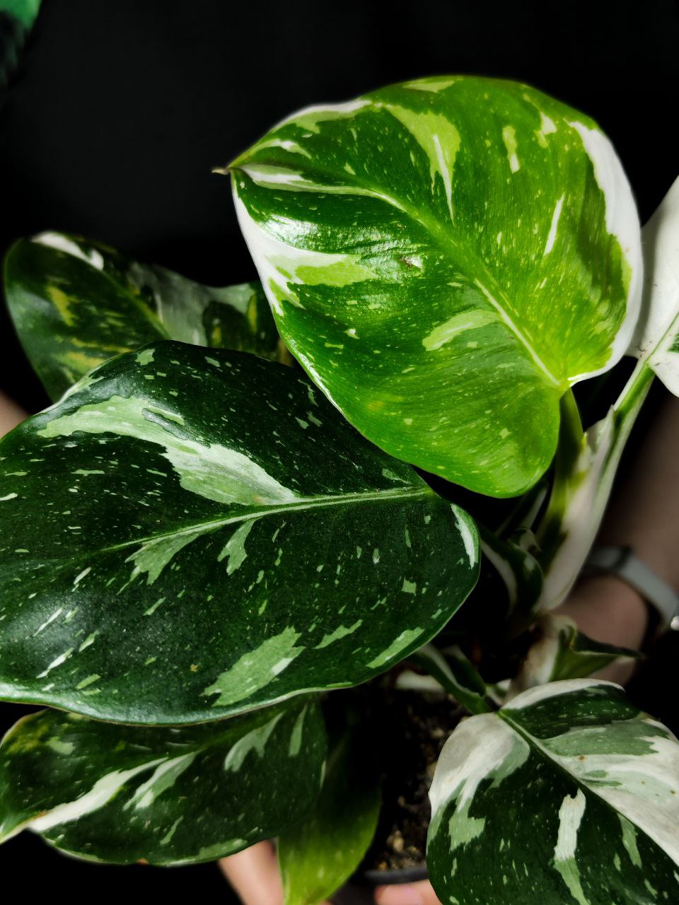 Филодендрон Вайт Принцесс (Philodendron White Princess) D12см