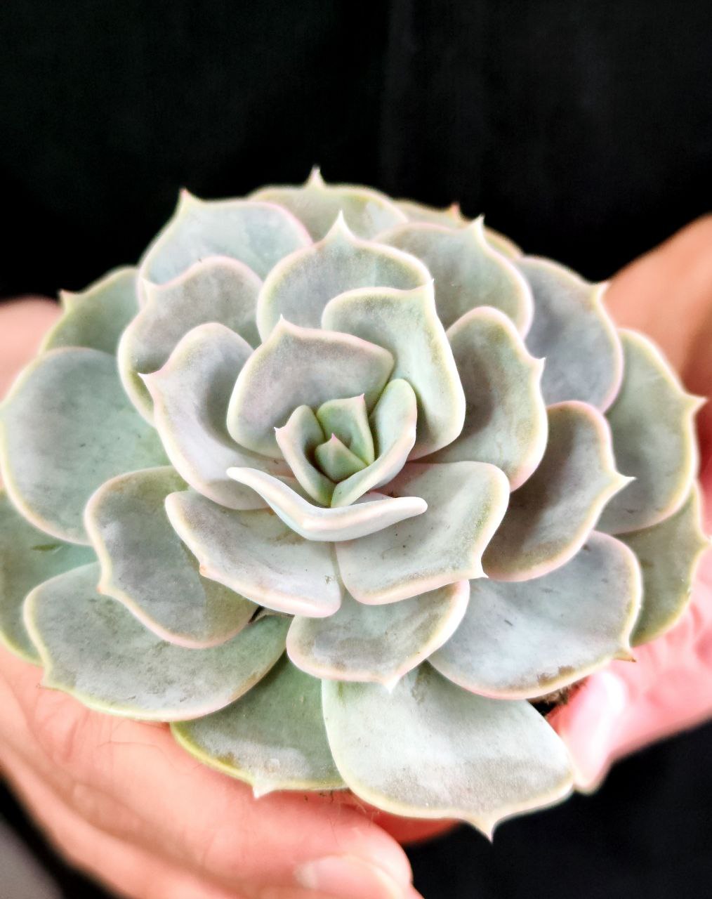 Эхеверия Лиловая, или Эхеверия Лилацина (Echeveria Lilacina) D8см