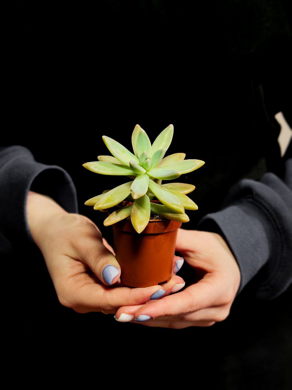 Пахифитум Контрерас (Pachyphytum Сontrerasii) D5см