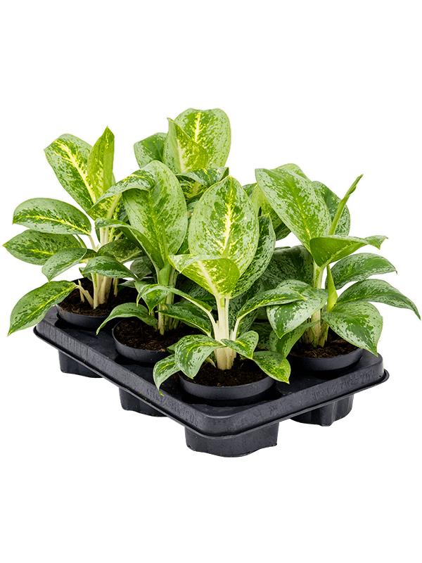 Аглаонема Лемон Минт (Aglaonema Lemon Mint) D12см