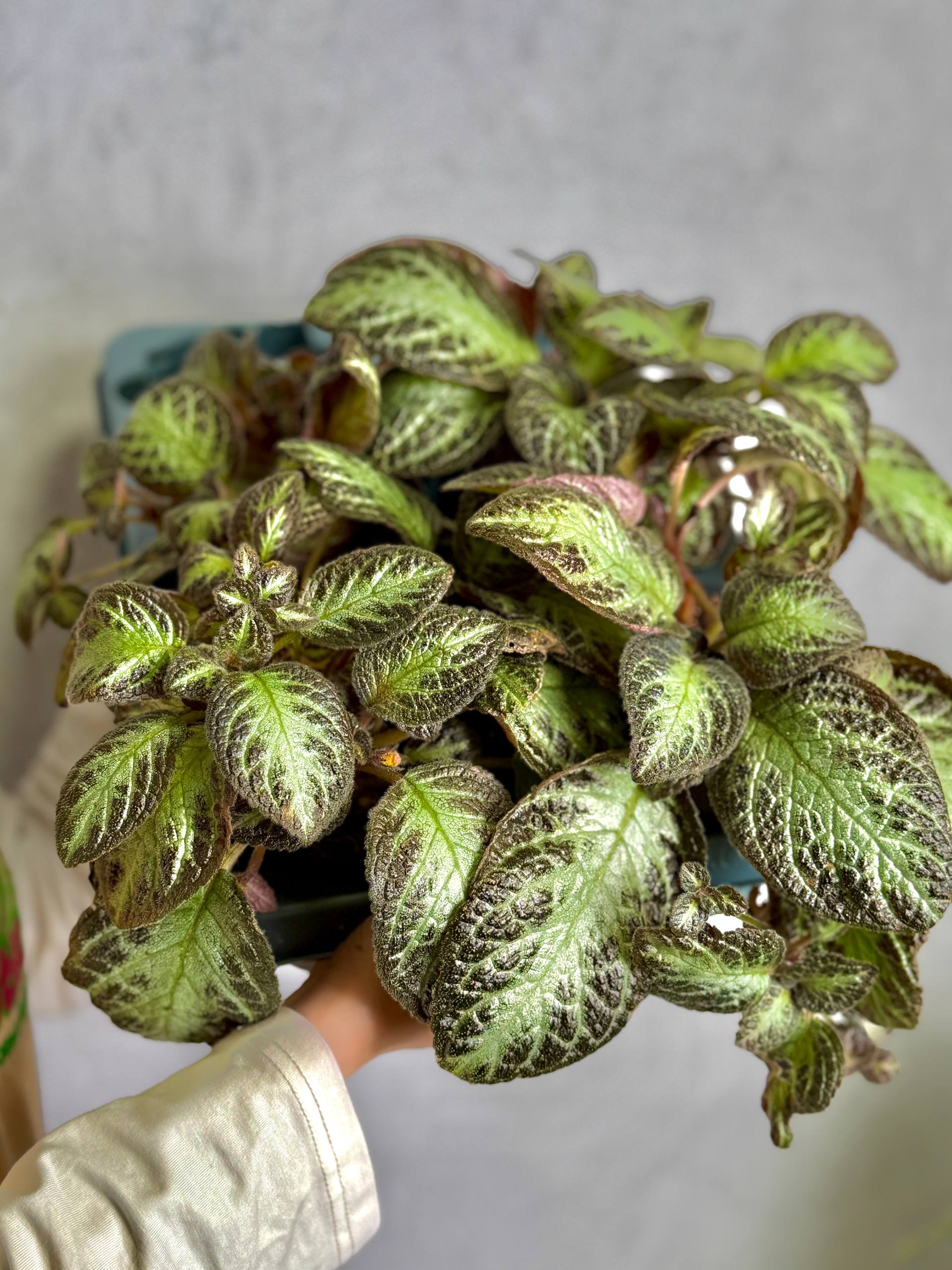 Эписция Серебряное Сияние (Episcia Silver Shield) D12см
