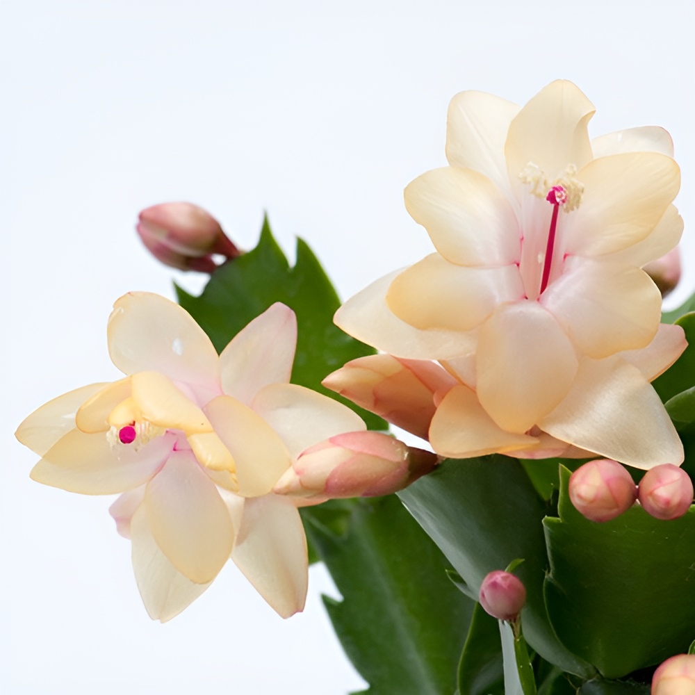 Декабрист Желтый, или Шлюмбергера (Schlumbergera Tendenza Yellow) D9см