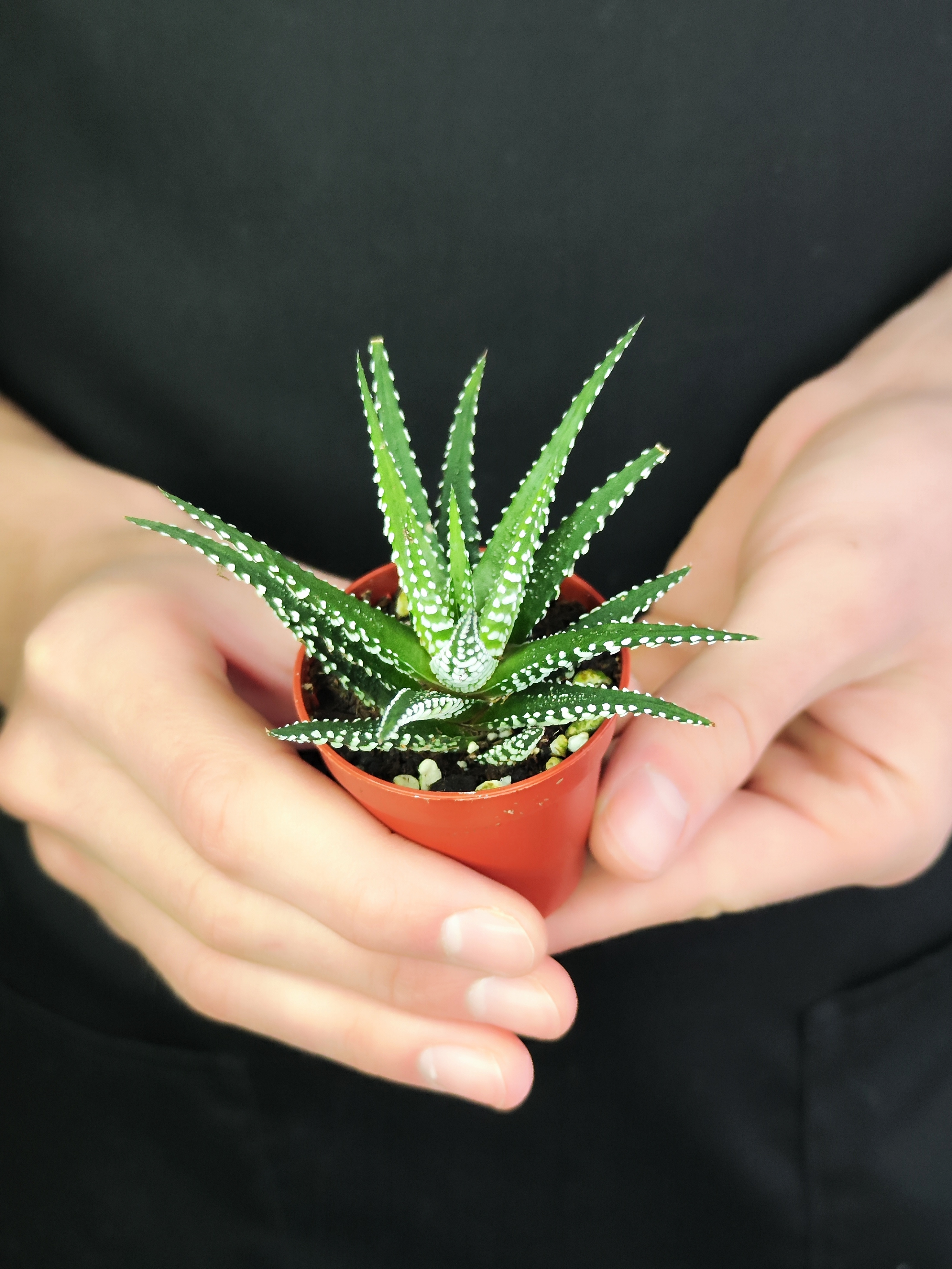 Хавортия Полосатая (Haworthia Fasciata) D5см