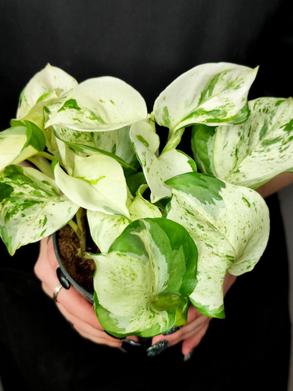 Эпипремнум Хеппи Лиф (Epipremnum Happy Leaf) D12см