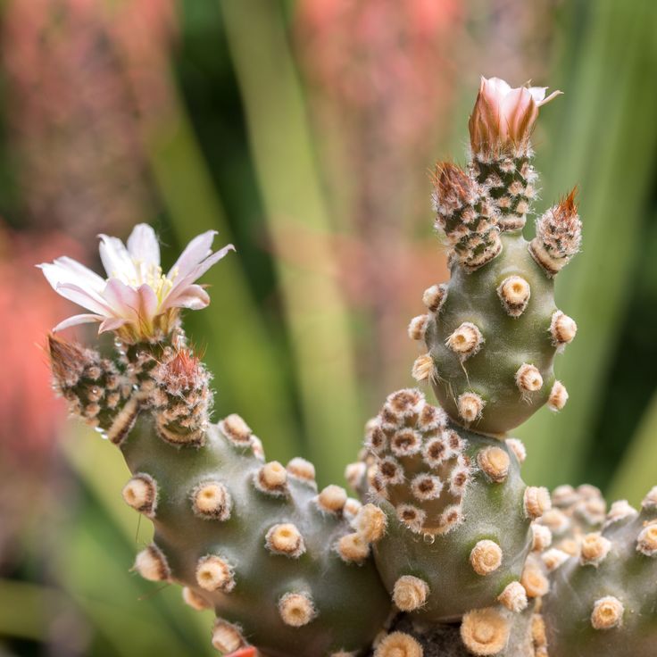 Тефрокактус Молинензис (Tephrocactus Molinensis) D6,5см