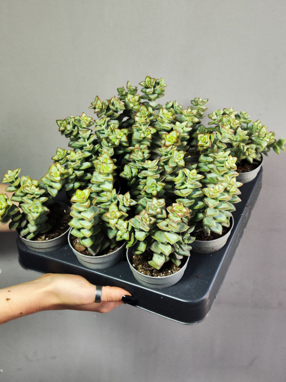 Крассула Рупестрис (Crassula Rupestris) D6,5см