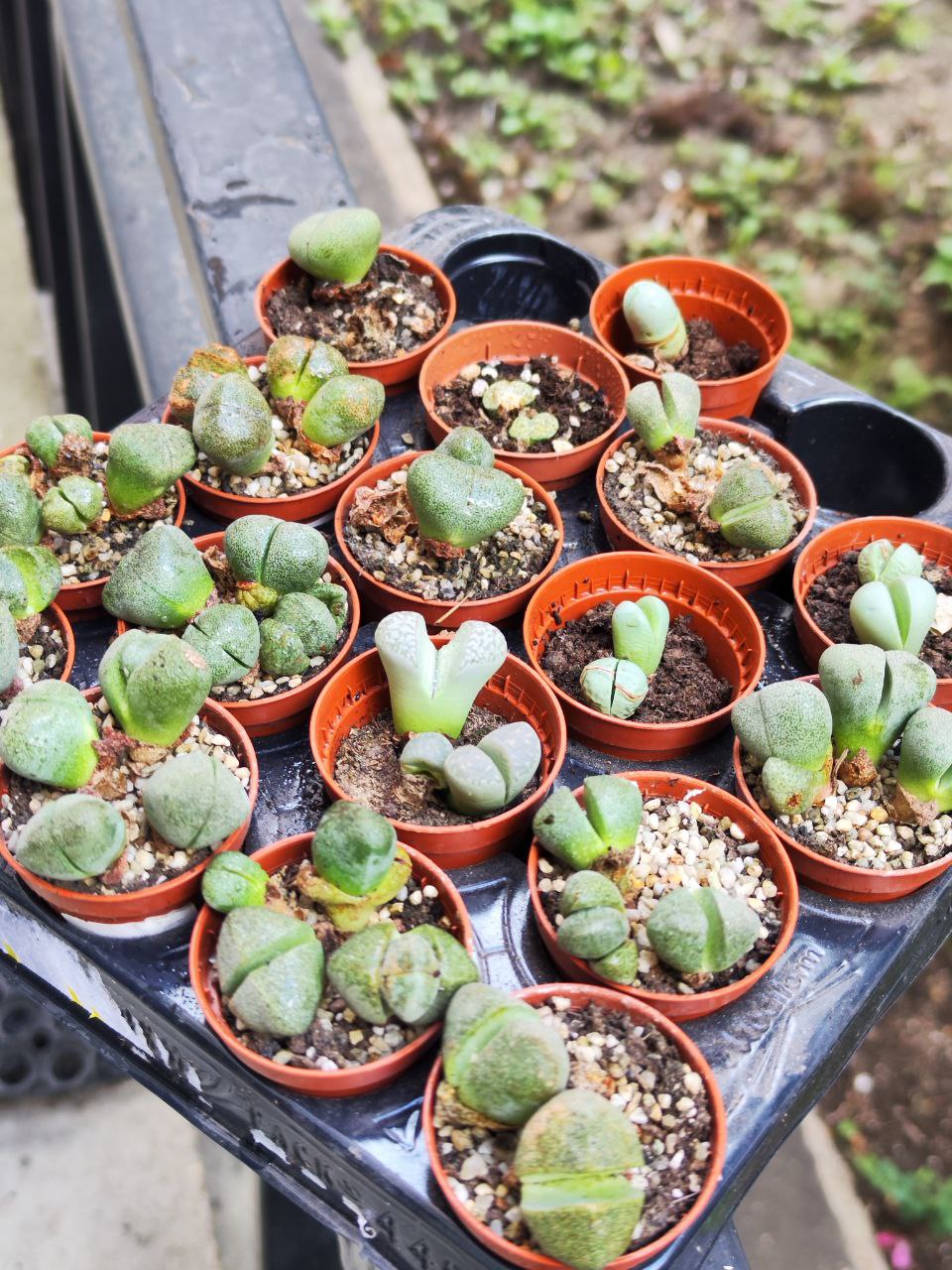Плейоспилос Нелли Грин уцен. (Pleiospilos Nelii Green) D5см