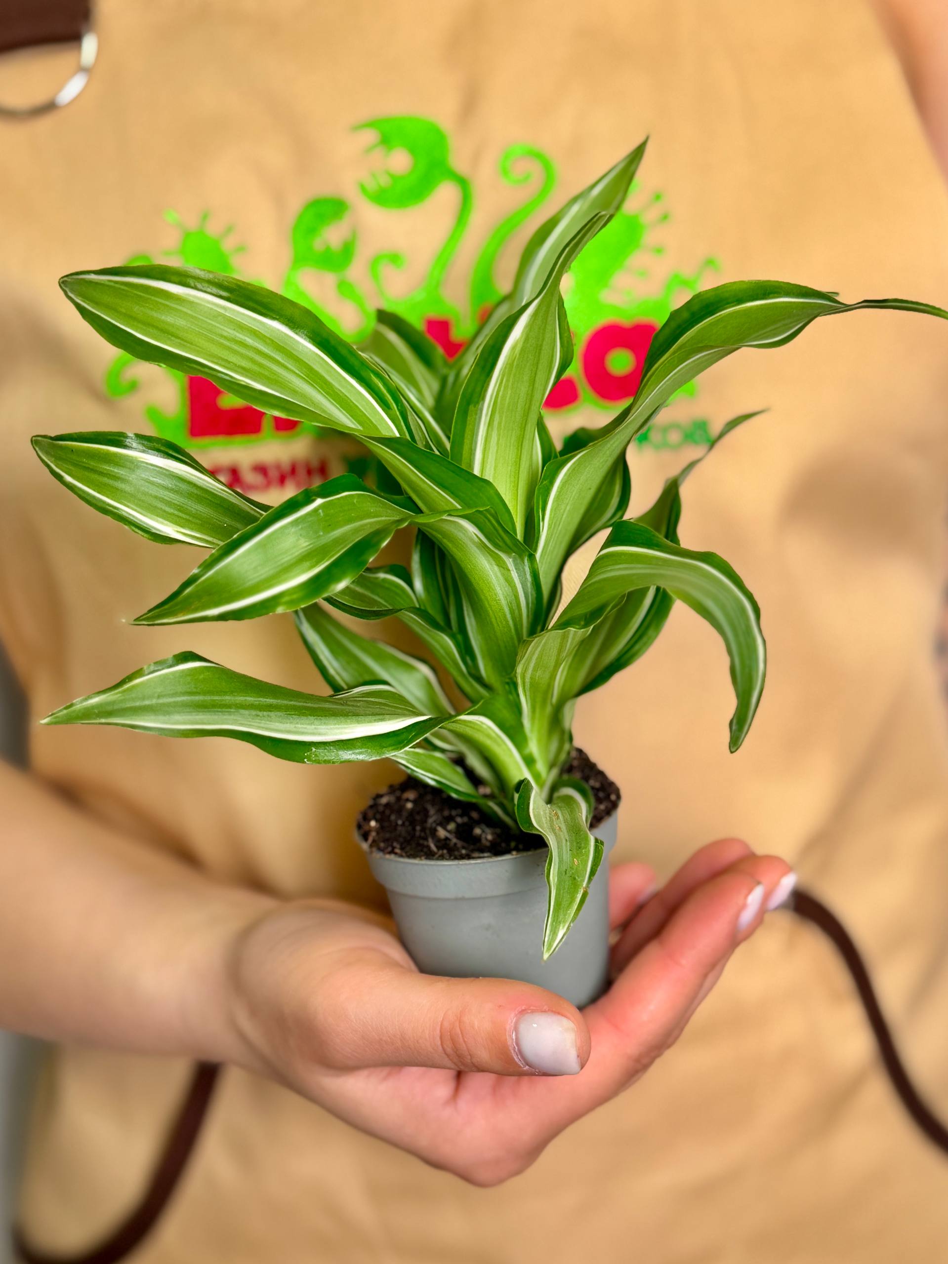 Драцена Фрагранс Канзи (Dracaena Fragrans Kanzi) D6см