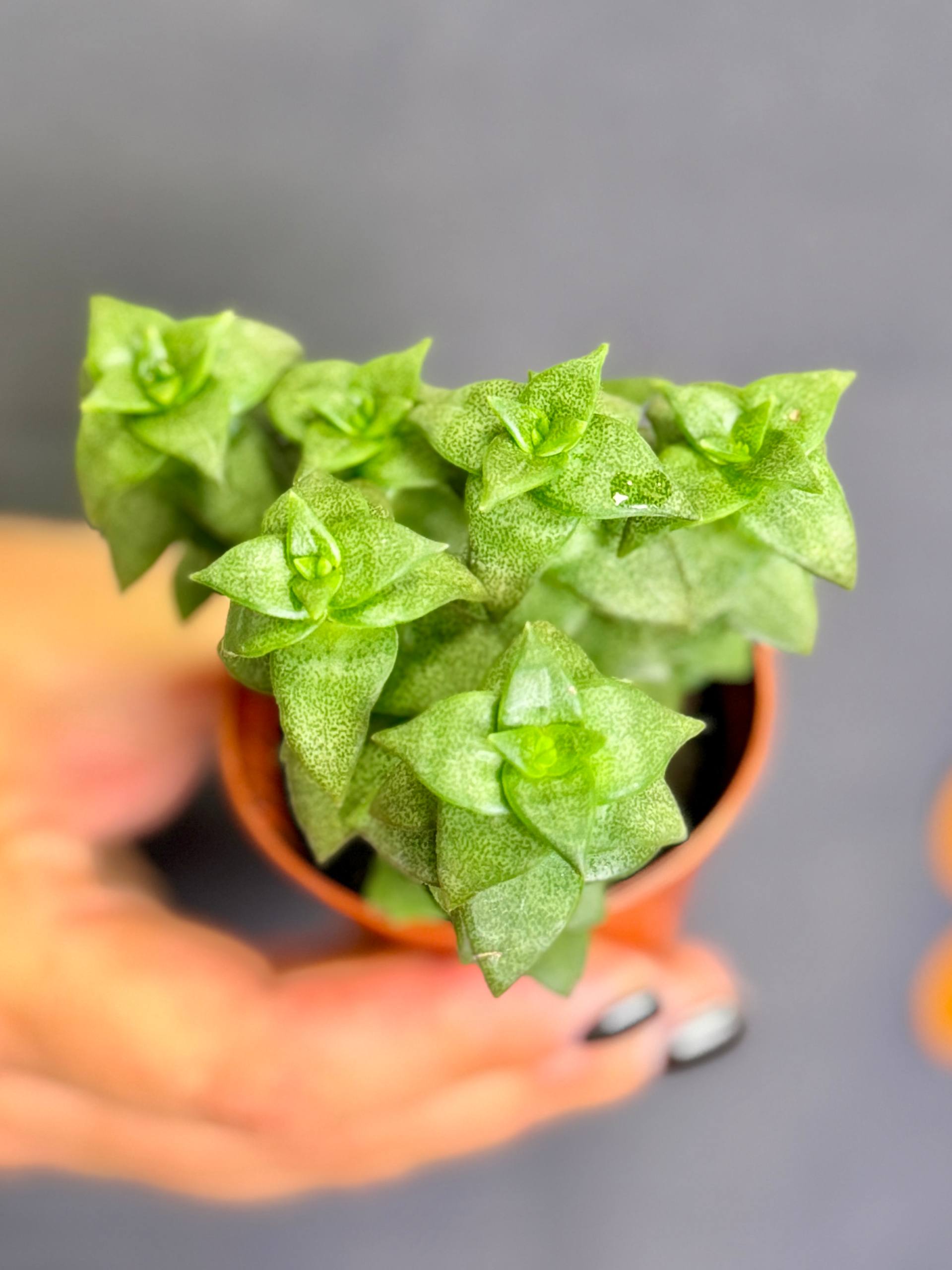 Крассула Продырявленная (Crassula Perforata) D5см