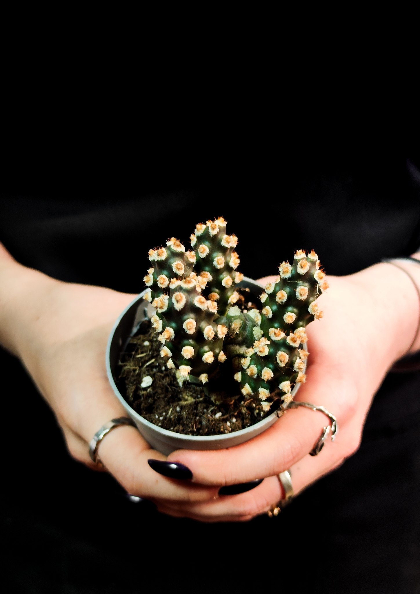 Тефрокактус Молинензис (Tephrocactus Molinensis) D6,5см