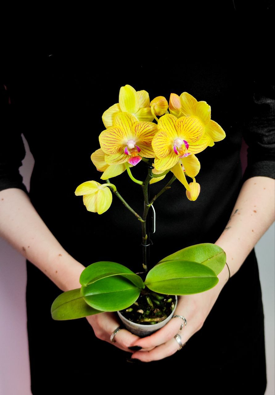 Орхидея Фаленопсис Желтая Торино (Phalaenopsis Torino Yellow) D6см