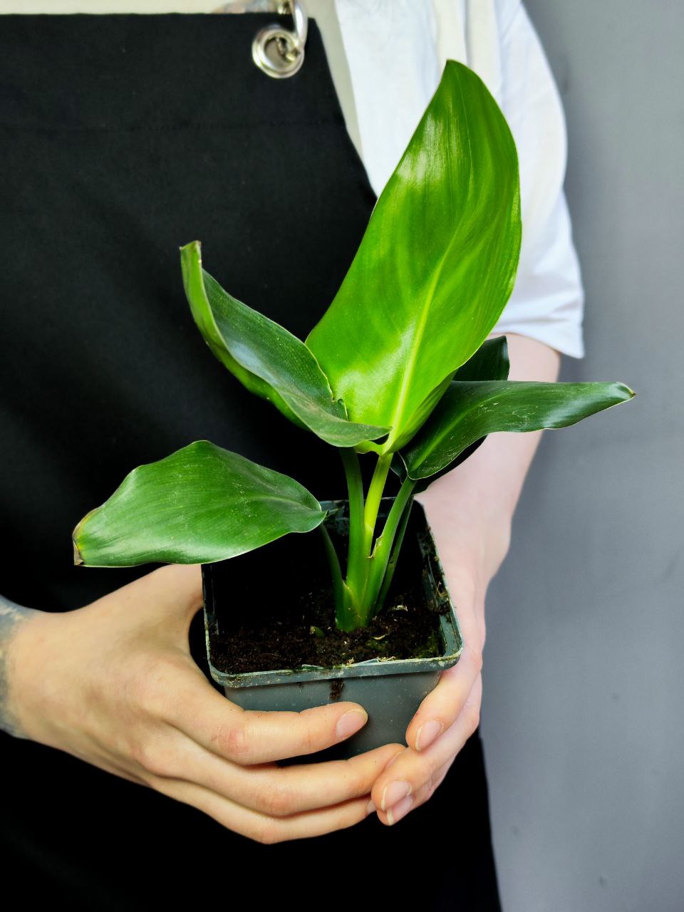 Стрелиция Регина (Strelitzia Reginea) D9см