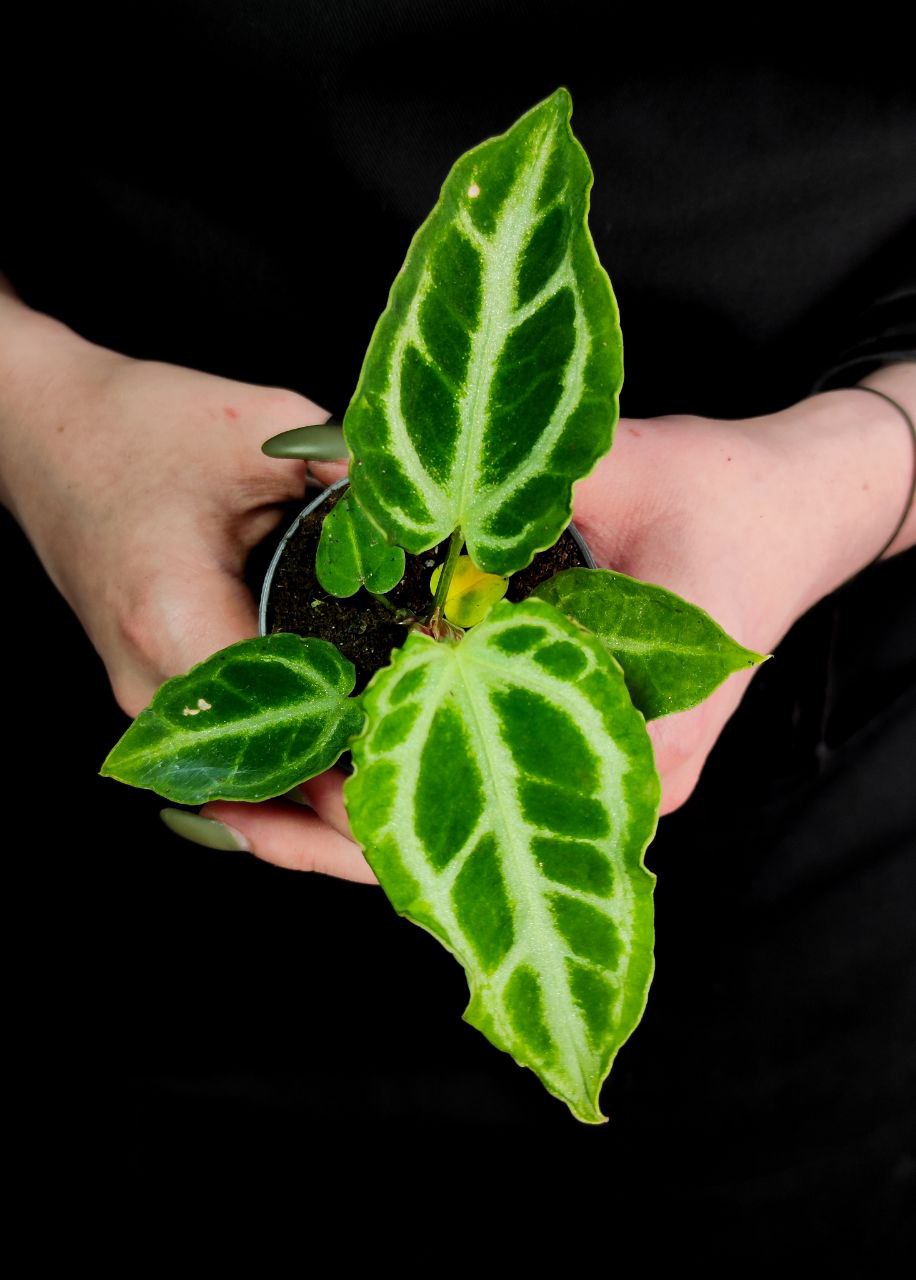 Антуриум Кристал Хоуп (Anthurium Crystal Hope) D6см