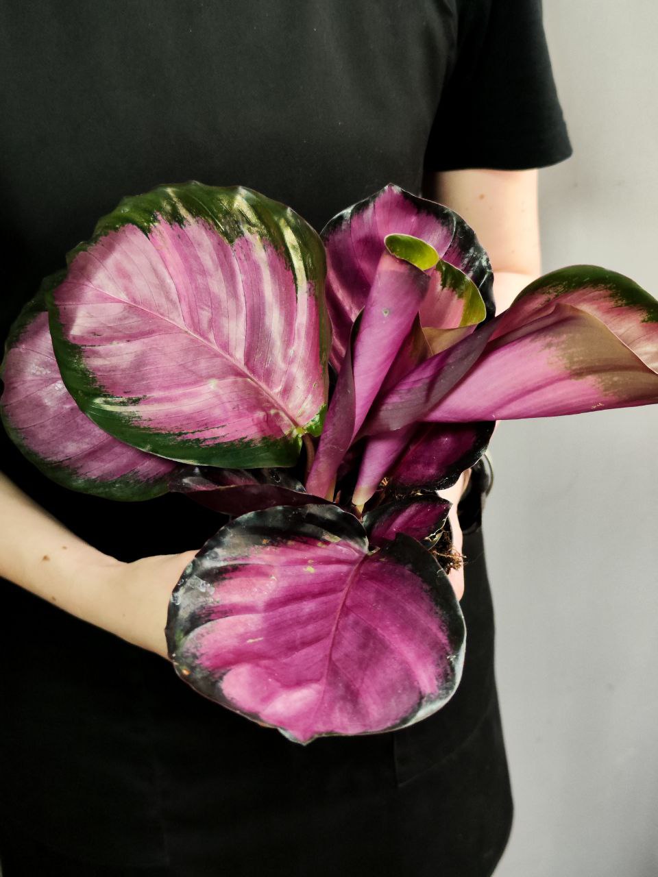 Калатея Розеопикта Рози (Calathea Roseopicta Rosy) D12см