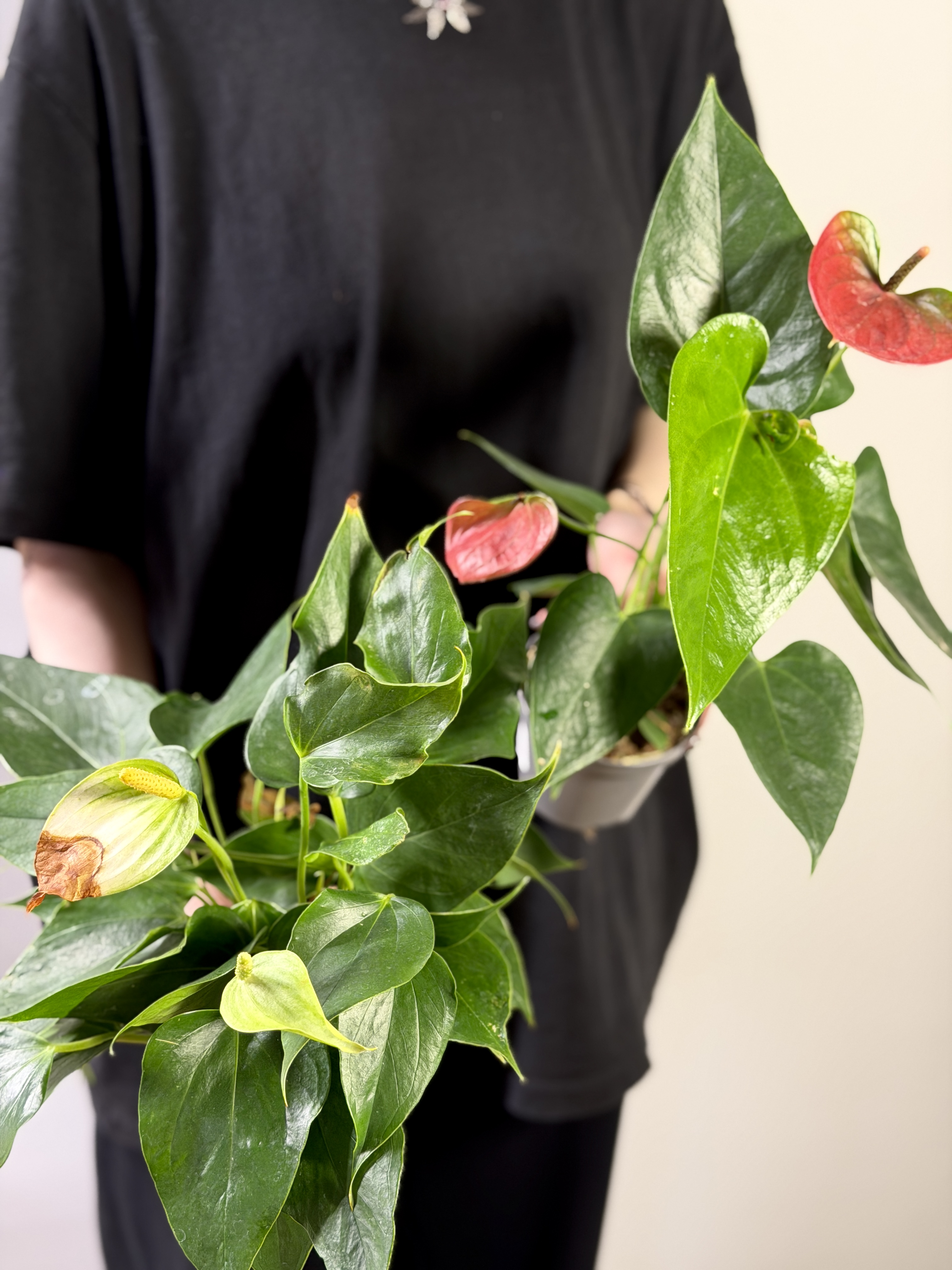 Антуриум Микс УЦЕНКА (Anthurium Mix) D 7-9см