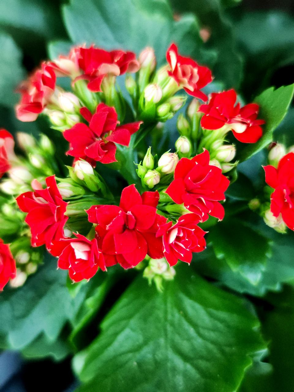 Каланхоэ Розалина Красная (Kalanchoe Rosalina Red) D9см