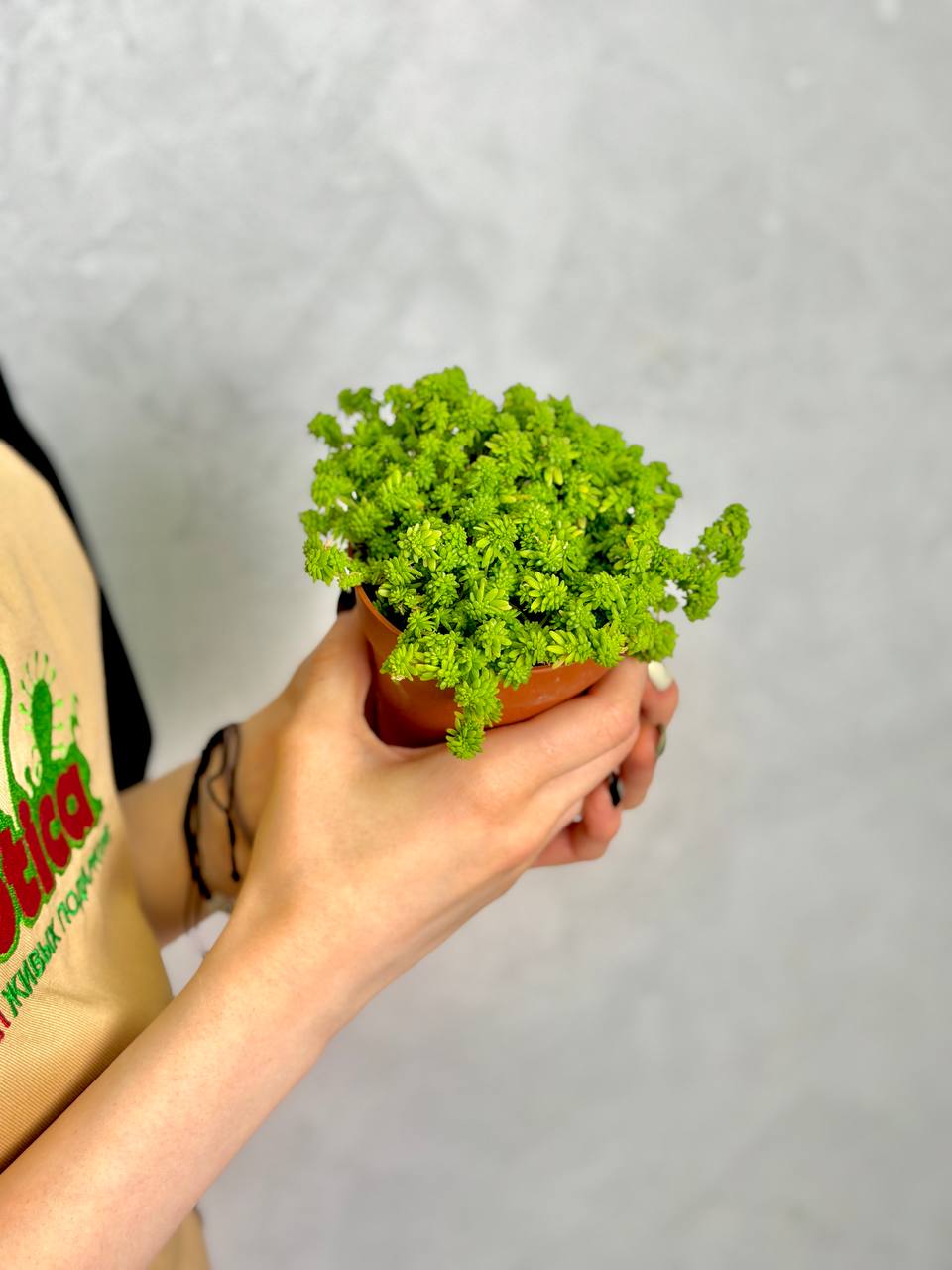 Седум Токио Сан, или Токийское Солнце (Sedum Tokyo Sun) D8,5см