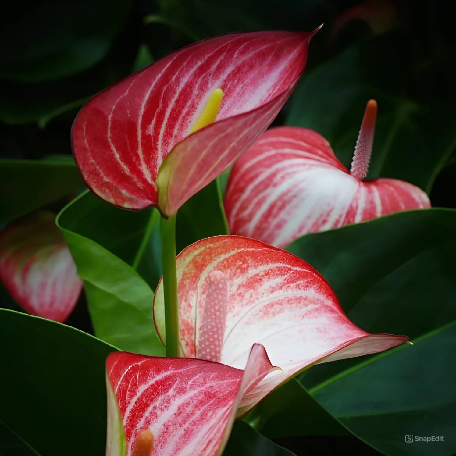 Антуриум Ливиум Ред Микро (Anthurium Livium Red Micro) D9см