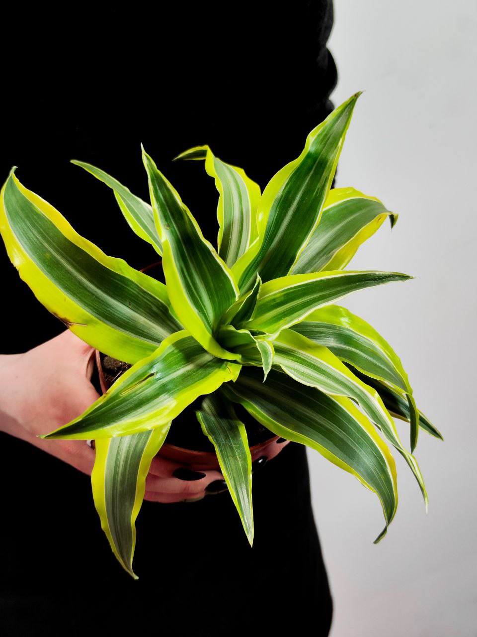Драцена Лемон Лайм (Dracaena Fragrans Lemon Lime) D12см