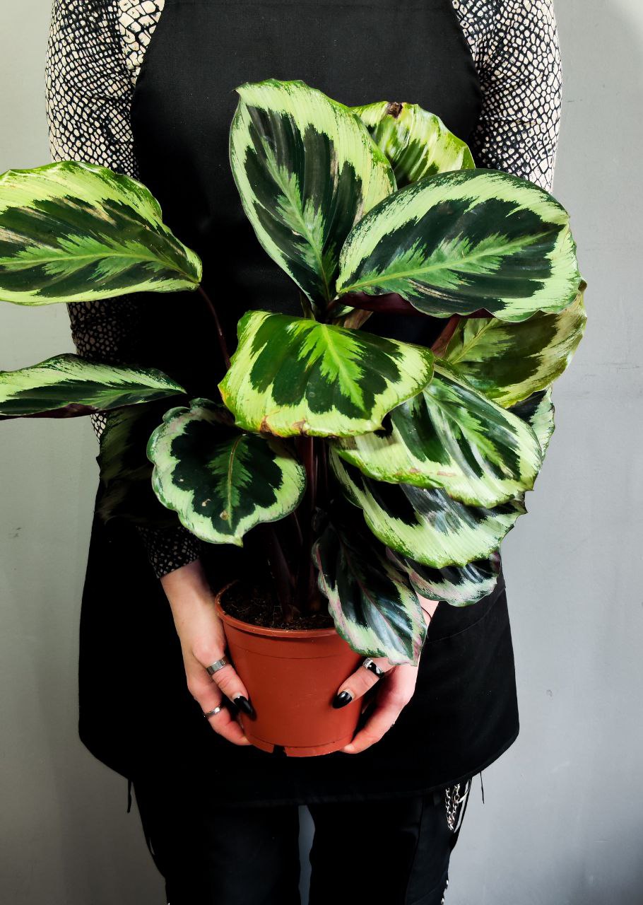 Калатея Марион Шайнстар (Calathea Marion Shinestar) D14см