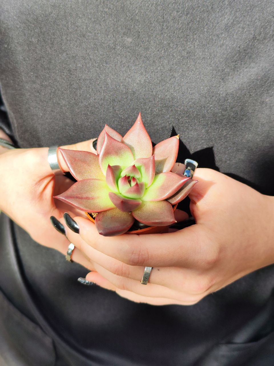Эхеверия Таурус (Echeveria Agavoides Taurus) D5см