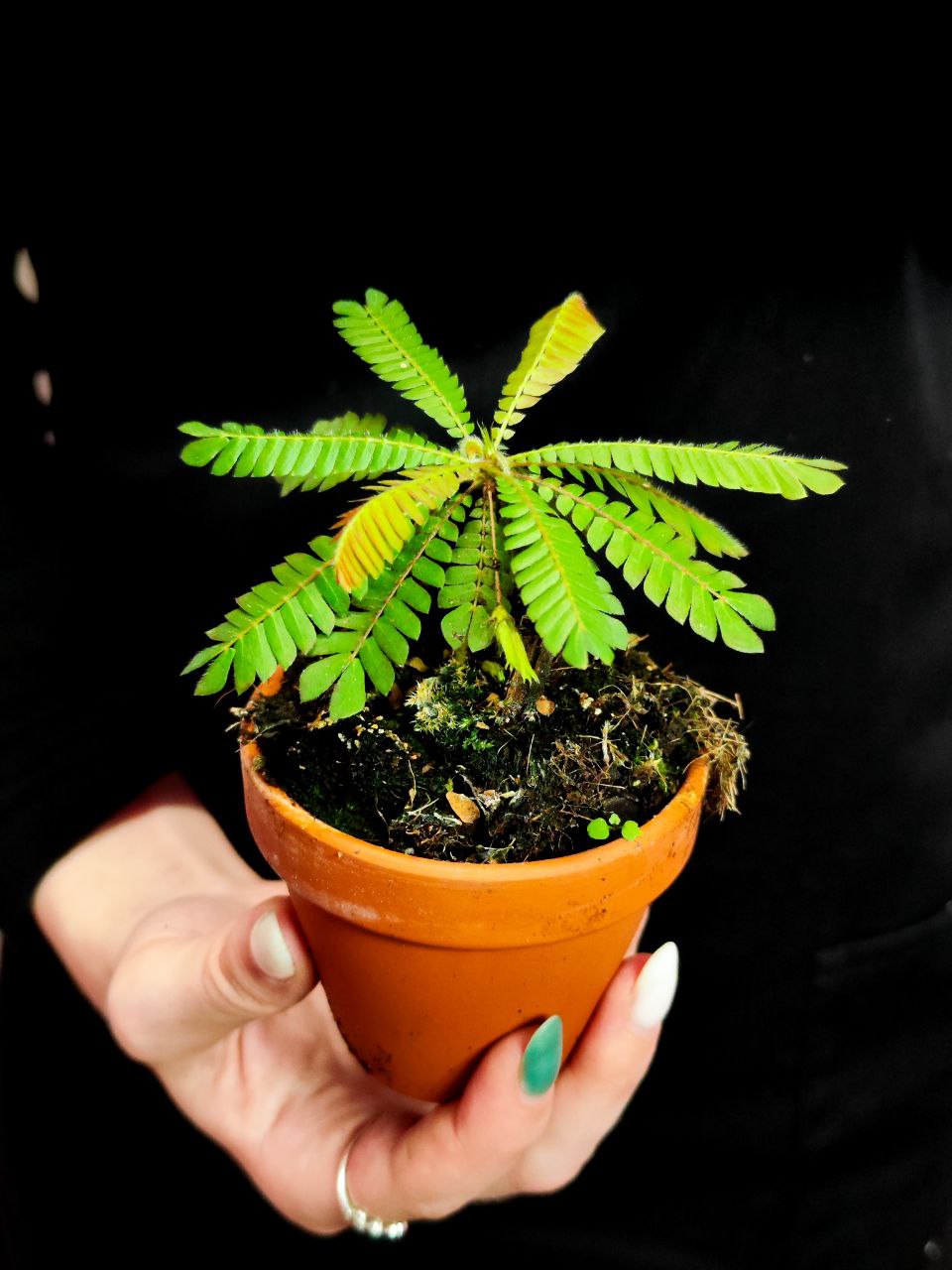 Биофитум Чувствительный (Biophytum Sensitivum) D9см