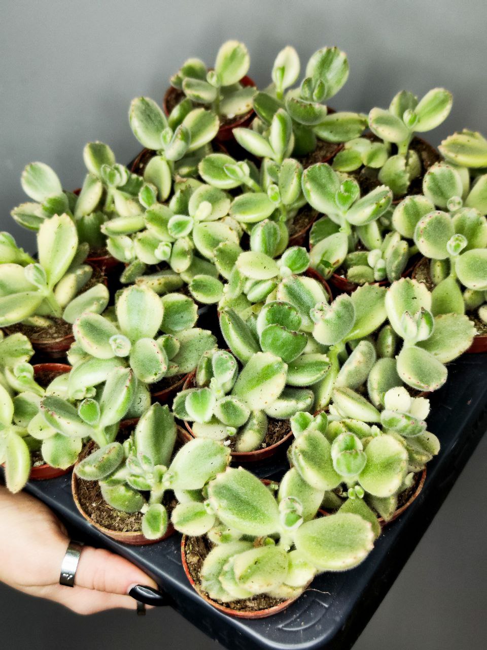 Котиледон Томентоза Леди Смит Вариегатный (Cotyledon Tomentosa Subsp. Ladismithiensis) D5см