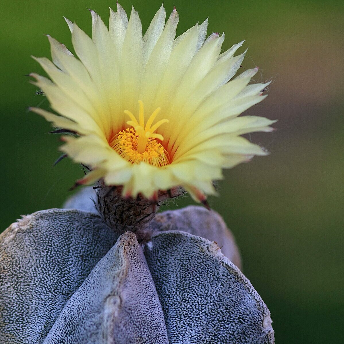 Астрофитум Многорыльцевый (Astrophytum Myriostigma) D5см