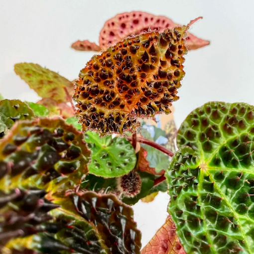 Бегония Ферокс, или Бегония Тролль (Begonia Ferox Troll) D12см