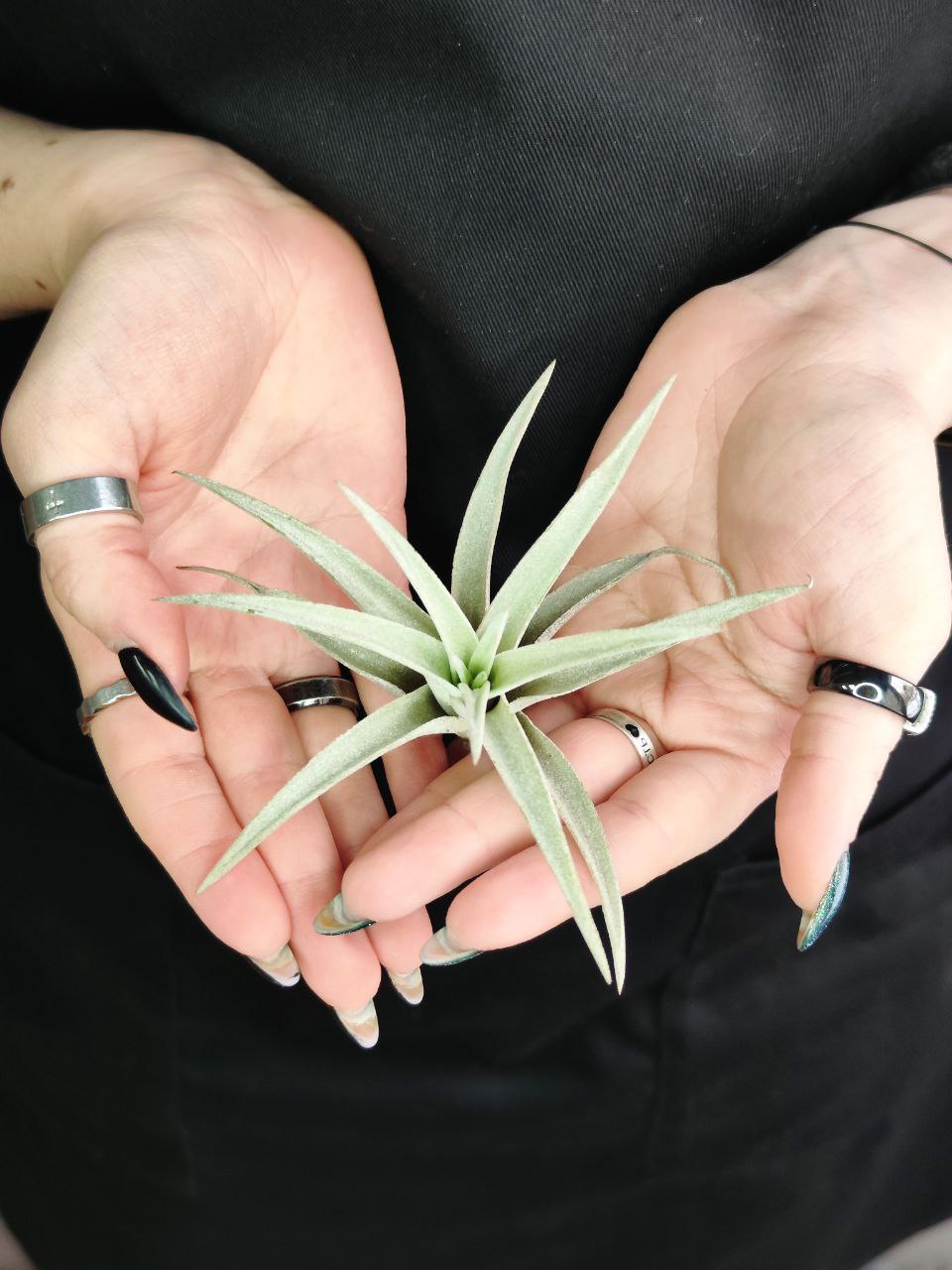 Тилландсия Капитата Пинч (Tillandsia Capitata Peach)
