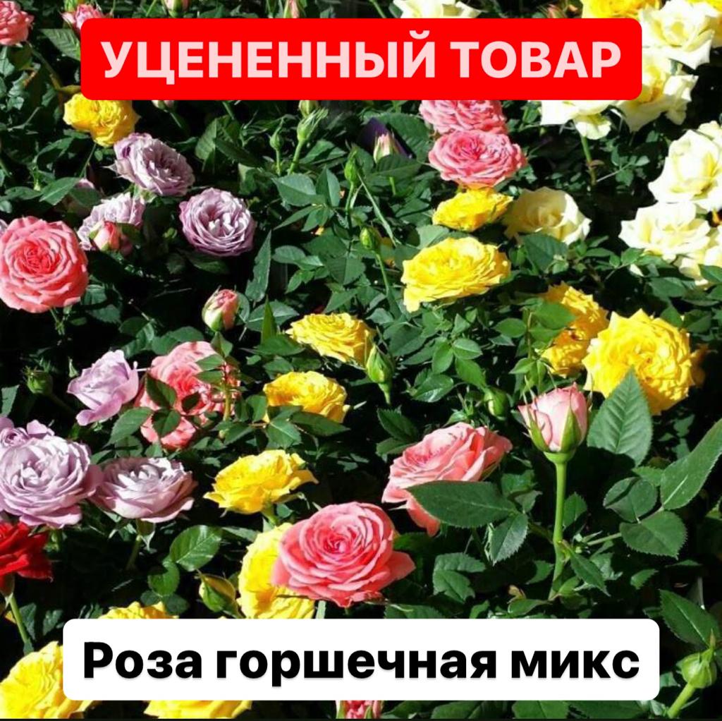 Роза Даника комнатная D6см (уцен.)