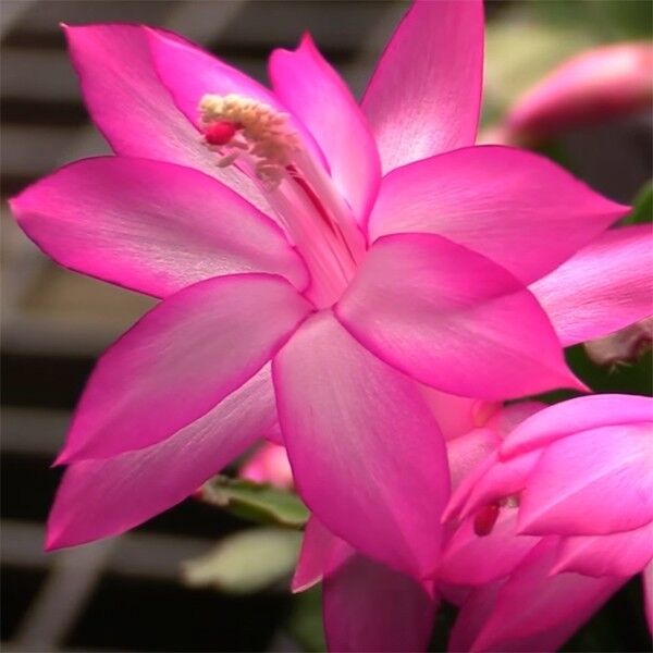 Декабрист Розовый, или Шлюмбергера (Schlumbergera Tendenza Rosa) D9см