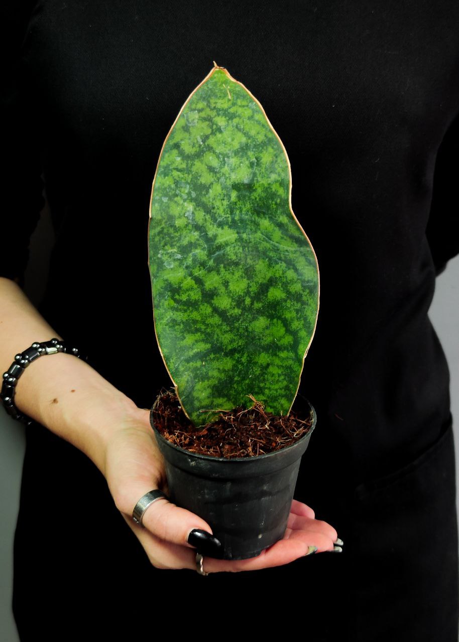 Сансевиерия Масониана Виктория (Sansevieria Masoniana  Victoria) D8,5см