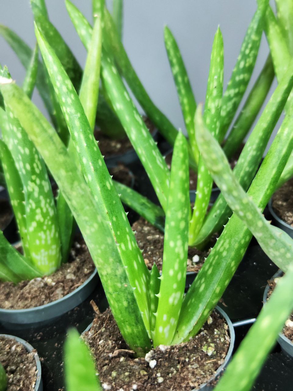 Алоэ Вера (Aloe Vera) D5см
