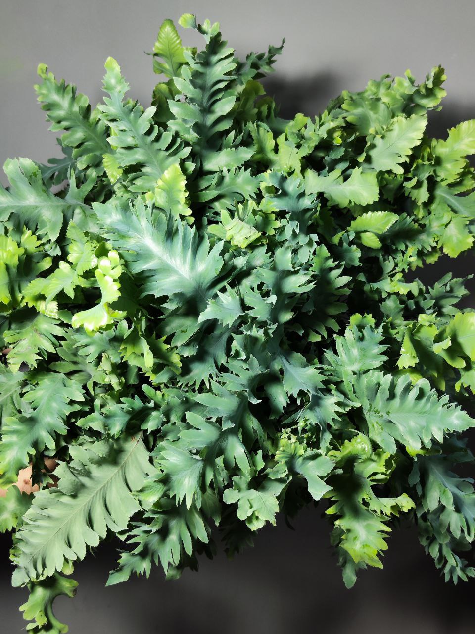 Флебодиум Давана (Phlebodium Davana) D12см
