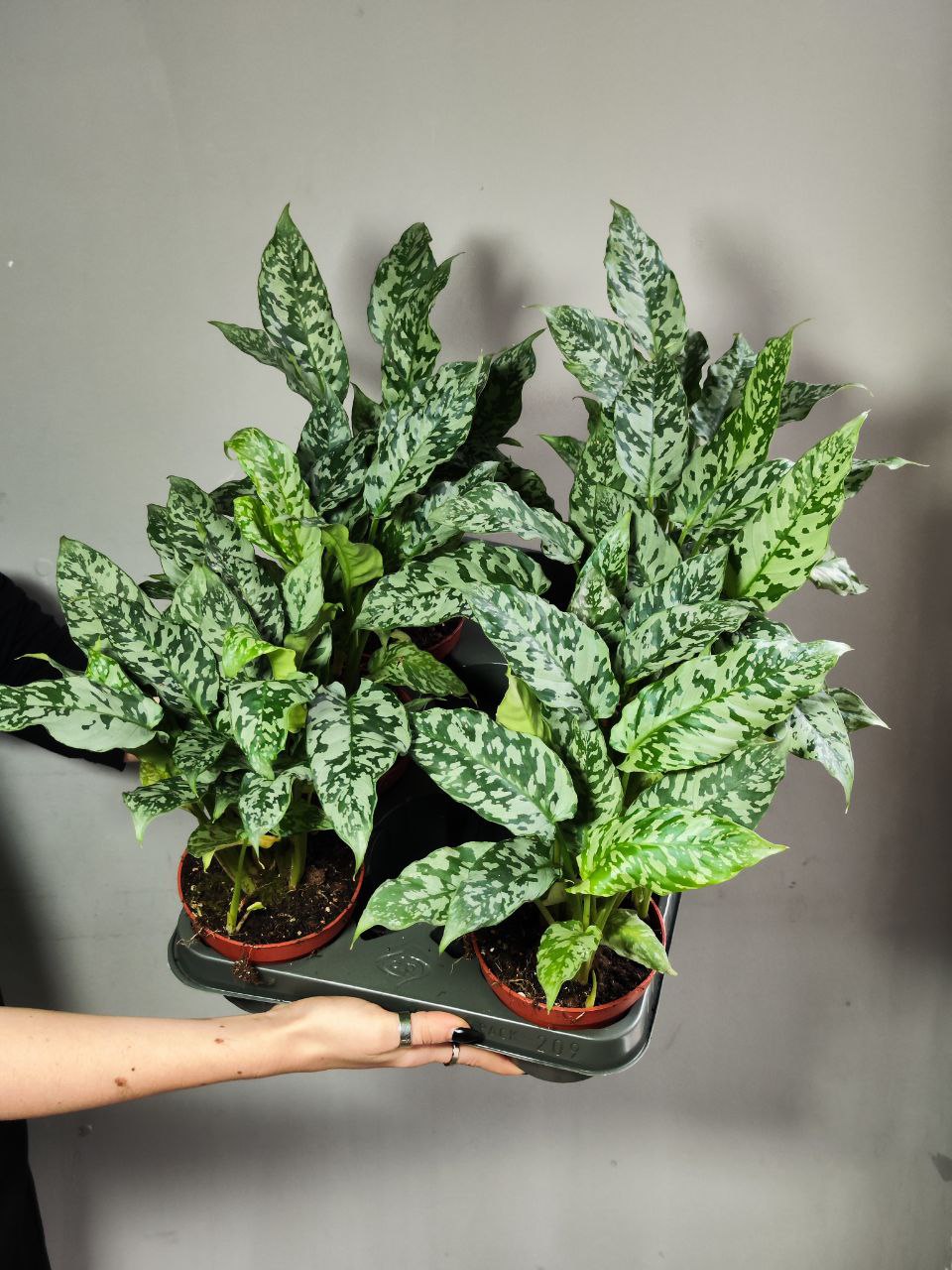 Шизматоглоттис Таиланд (Schismatoglottis Sp. EX Thailand) D10см