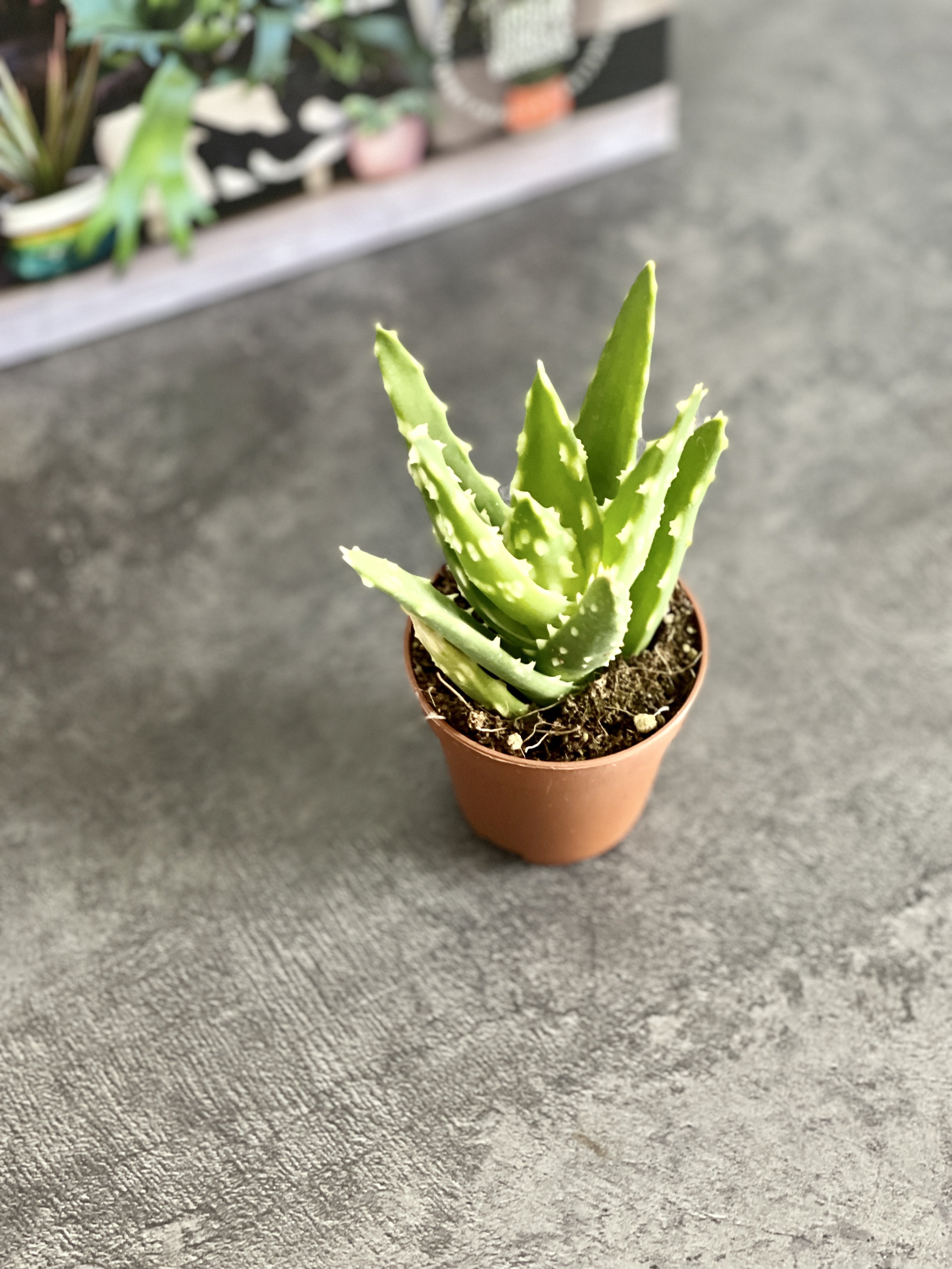Алоэ Жако (Aloe Jaco) D5см