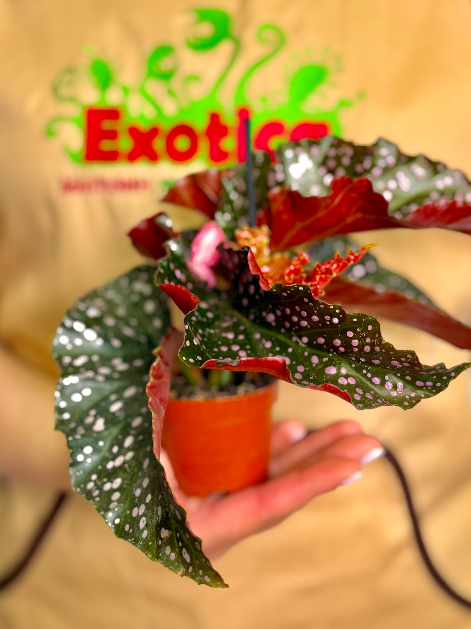 Бегония Краклин Рози (Begonia Cracklin Rosie) D6см