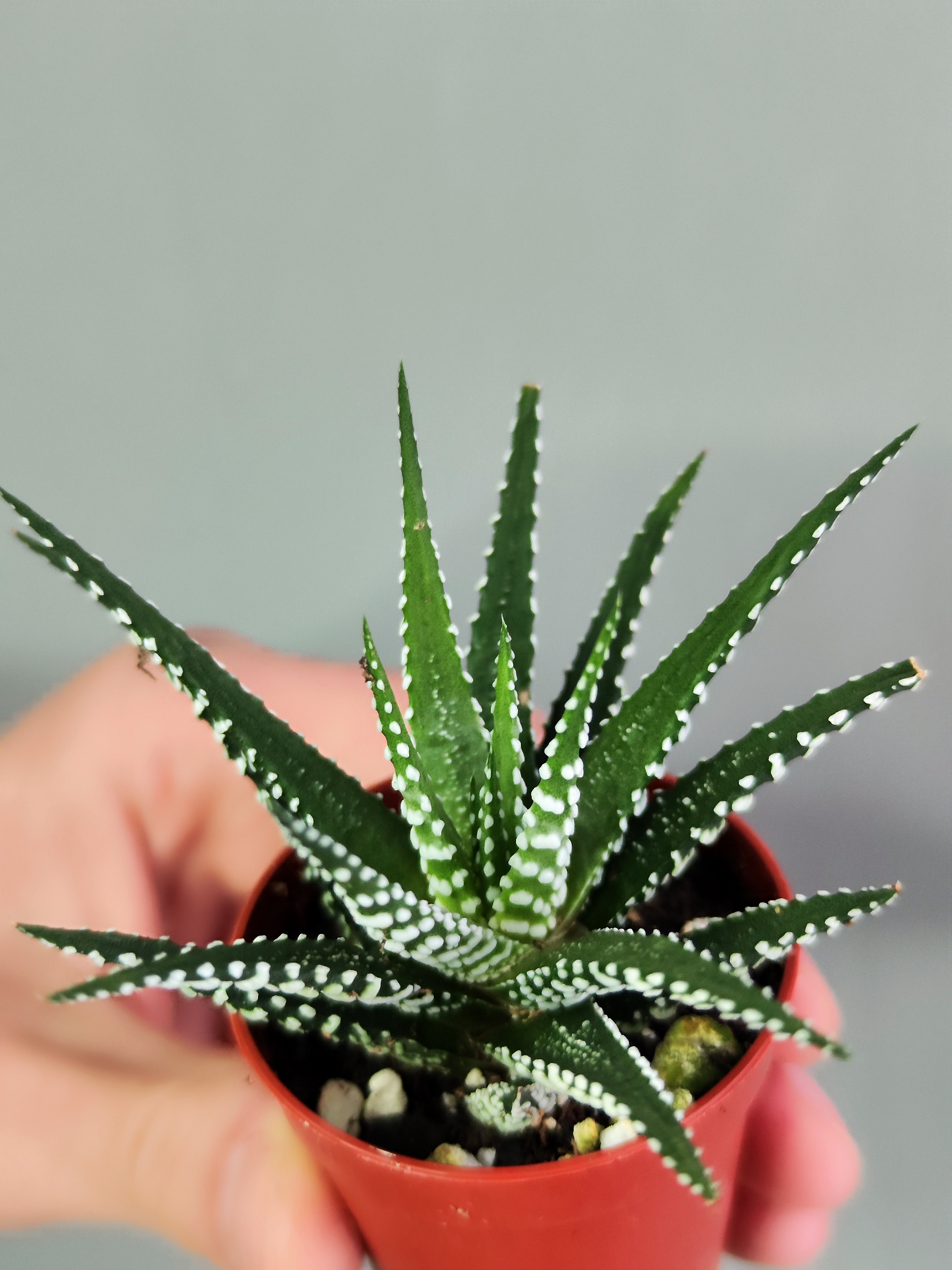 Хавортия Полосатая (Haworthia Fasciata) D5см