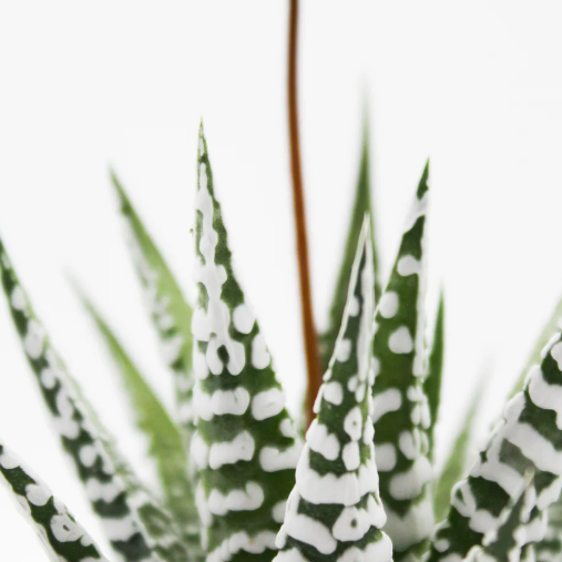 Хавортия Фасциата Альба (Haworthia Fasciata Alba) D8см