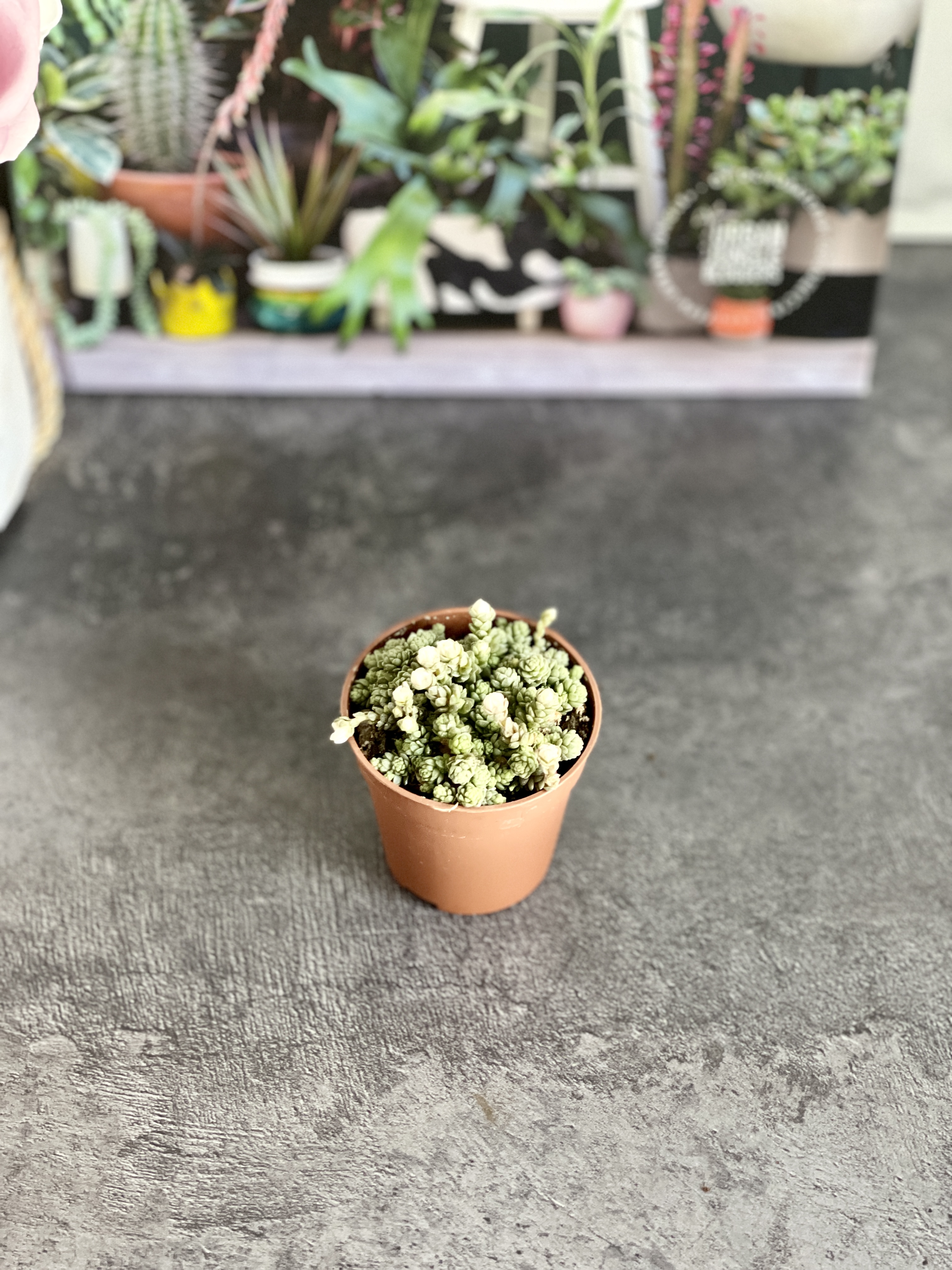 Седум Компактум (Sedum Compactum Rose) D5см