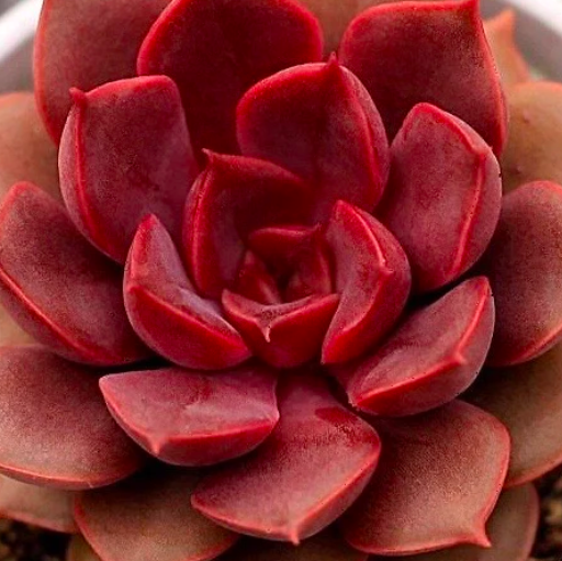 Эхеверия Мина (Echeveria Mina) D5см