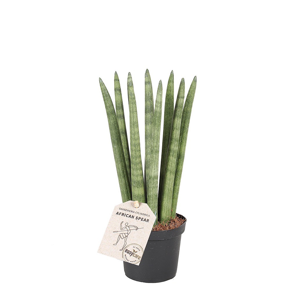 Сансевиерия Цилиндрика Стрейт (Sansevieria Cylindrica Straight) D6см