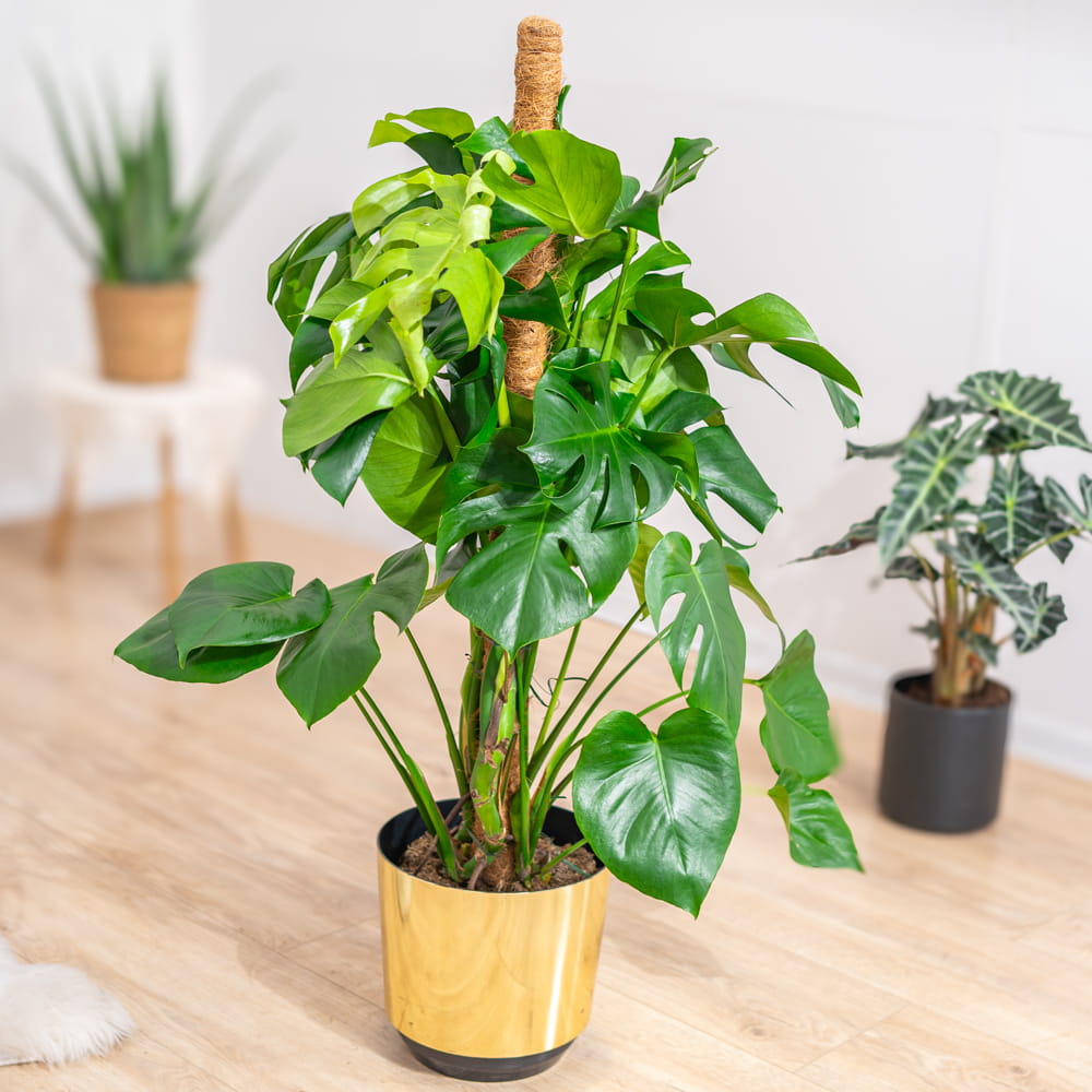 Монстера Деликатесная, или Монстера Делициоза (Monstera Deliciosa) D6см