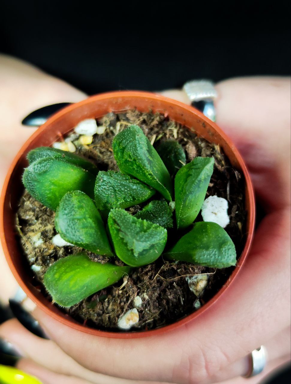 Хавортия Маугани Гибрдный (Haworthia Maughanii X Truncata) D5см