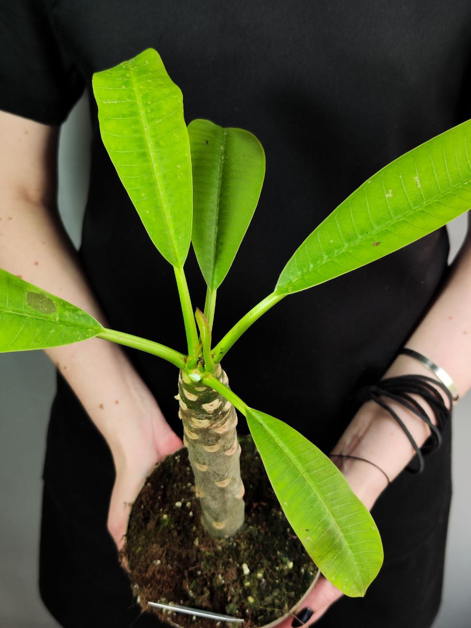 Плюмерия Гавайская (Plumeria Hawaiian) D14см